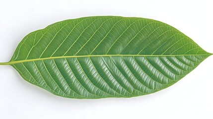 Obraz premium A vibrant green leaf with prominent, parallel veins, isolated on a white background. It displays a smooth texture and elliptical shape
