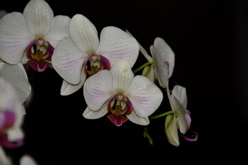 Fototapeta premium Orchideen