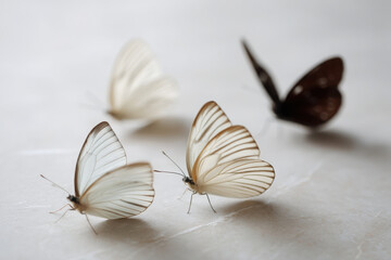 macro photography of butterflies on light background highlighting intricate details and textures