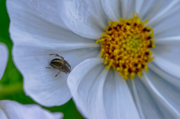 蜘蛛の道すがり