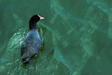 カモの振り向き