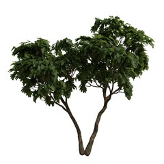 Realistic Tree Isolated on White Background