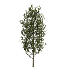 Realistic Tree Isolated on White Background
