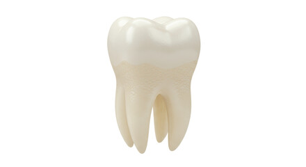 Isolated Clean White Tooth with Root