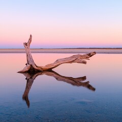 Lonely driftwood reflected in calm water at sunset. Beach scenes and shorelines driftwood concept.