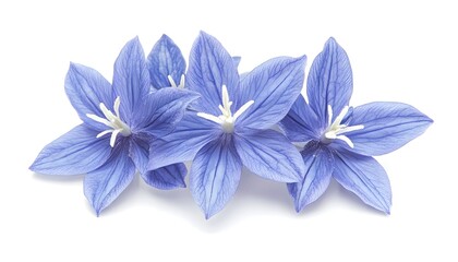 Three light blue flowers, star-shaped petals, white center, isolated on white background