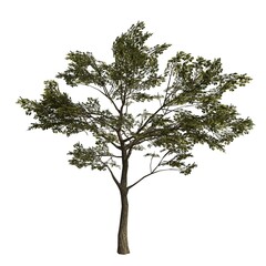 Realistic Tree Isolated on White Background