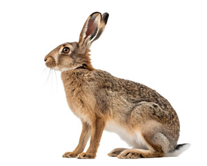 European hare, brown hare, Lepus europaeus, standing upright with ears perked on a white background
