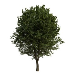 Fototapeta premium Realistic Tree Isolated on White Background