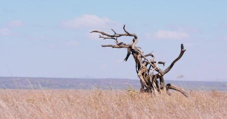 Extreme wide shot of two cheetahs (Acinonyx jubatus) walking next to a dead tree between tall grass at noon in Kenya.