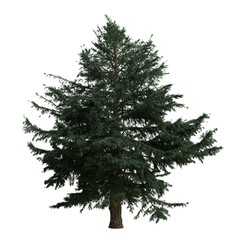 Realistic Tree Isolated on White Background