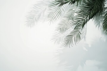 Obraz premium ヤシの葉の影が柔らかく揺れる背景素材