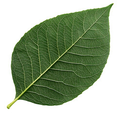 Fototapeta premium Green leaf with veins