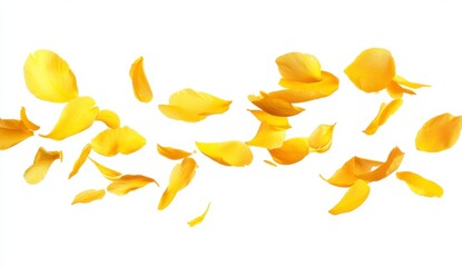 Bright Yellow Flower Petals Floating in Air on White Background