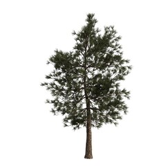Realistic Tree Isolated on White Background