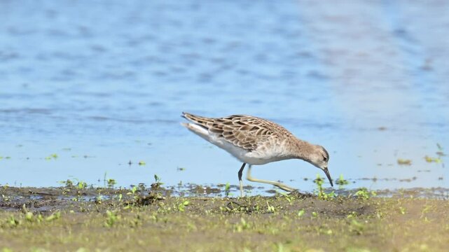 Ruff wader bird (Calidris pugnax) wading in a swamp in the new Reevediep nature reserve near Kampen, Overijssel, during a beautiful springtime evening. Slow motion clip at half speed.