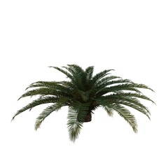 Realistic Tree Isolated on White Background