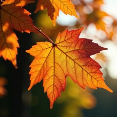 Fototapeta premium Sunlit elm leaf, rich autumn hues Clean, bright backdrop , fall colors, texture, yellow