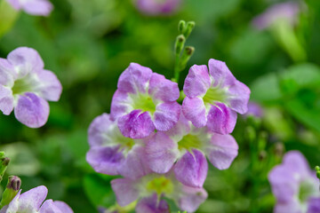 Fototapeta premium Close-up view of purple Variegated mini-rubber flower blooming on variegated plant