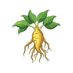 Fototapeta premium Ginseng root vector illustration. medicinal herb drawing, traditional healing plant, organic botanical element, isolated