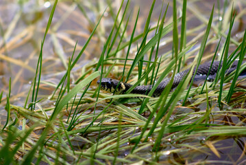 Snake Amongst Vibrant Green Grass Near a Serene Wetland Area