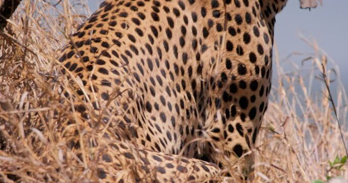 Close up of a cheetah's (Acinonyx jubatus) stomach while it gasps heavily at noon in Kenya.