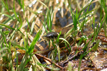 Snake Amongst Vibrant Green Grass Near a Serene Wetland Area