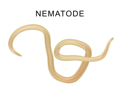 Nematodes are invertebrate roundworms