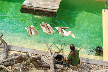 Brno, Czech Republic - April 13 2025: Zoo employee feeds three pelicans with fish. a sunny day live biology lessons for children