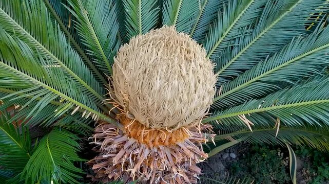cycas cycad
