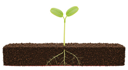Isolated Sprout with Roots in Soil