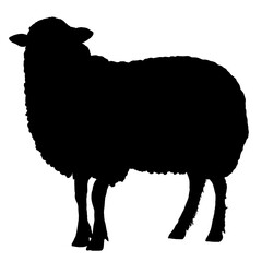 Silhouette of sheep