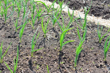 Young garlic plants growing in a garden in sunny day
