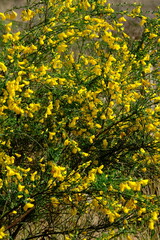 Yellow forsythia in bloom