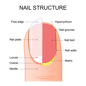 Nail anatomy. Fingernail structure