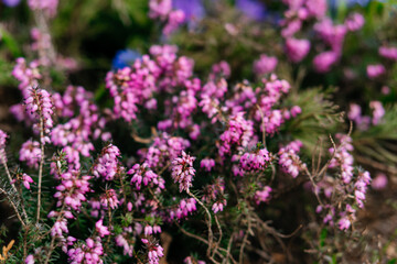 A vibrant close-up of delicate pink flowers blooming in a lush natural setting, capturing the beauty and serenity of spring