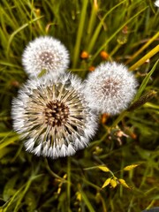 Close-up of dandelion seed heads in a green meadow