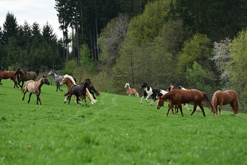 Lebensfreude auf der Pferdekoppel. Bunt gemischte Pferdeherde tobt im Frühling auf der Weide