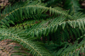 A detailed close-up of vibrant green ferns with delicate leaves, showcasing the beauty of nature and organic textures in a tranquil forest setting