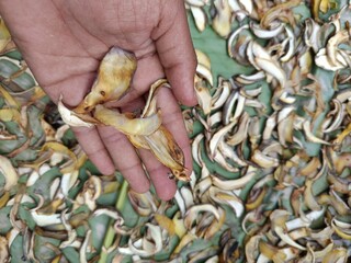 Turkey: Naturally dried Amasya apple under the sun in the garden of a village house in Amasya