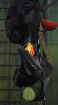 Extreme close-up 4K video of Egyptian fruit bats hanging onto a chain feeding on fruits and vegetables in enclosed habitat. The bats display natural behaviour as they fight for position to feed