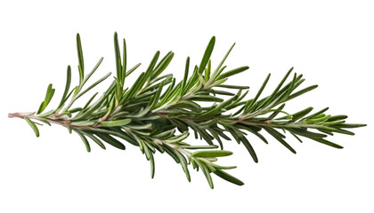 Fototapeta premium A vibrant, fresh rosemary branch perfect for culinary use, herb garnishing, seasoning, aroma enhancement, or kitchen decoration, emphasizing natural freshness. 