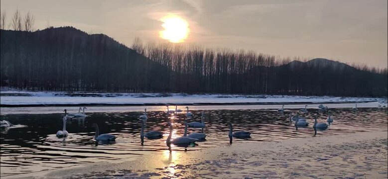 trumpeter swam parents with a nice view of the sunset