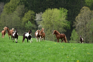 Lebensfreude auf der Pferdekoppel. Bunt gemischte Pferdeherde tobt im Frühling auf der Weide
