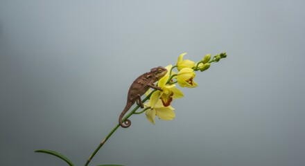 Chameleon on Yellow Orchid