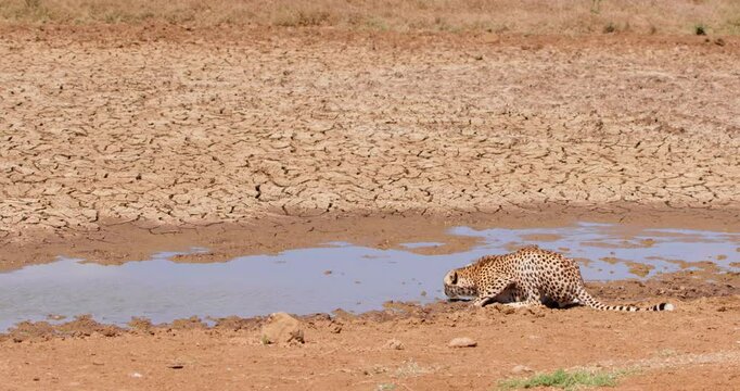 Extreme wide shot of a cheetah (Acinonyx jubatus) drinking water from a drying watering hole at noon in Kenya.