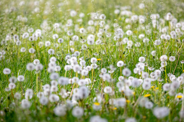 Fototapeta premium A field filled with dandelions that have gone to seed. Their round white heads stand out against the green grass. The gentle breeze carries seeds through the air, creating a peaceful and natural scene