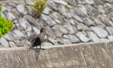 カワウの居るところ