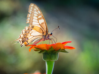 Papilio machaon