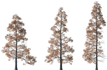 Set of autumn Metasequoia glyptostroboides (the dawn redwood) frontal set trees isolated png on a transparent background perfectly cutout